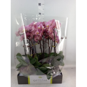 Phalaenopsis  'Ant Padova'