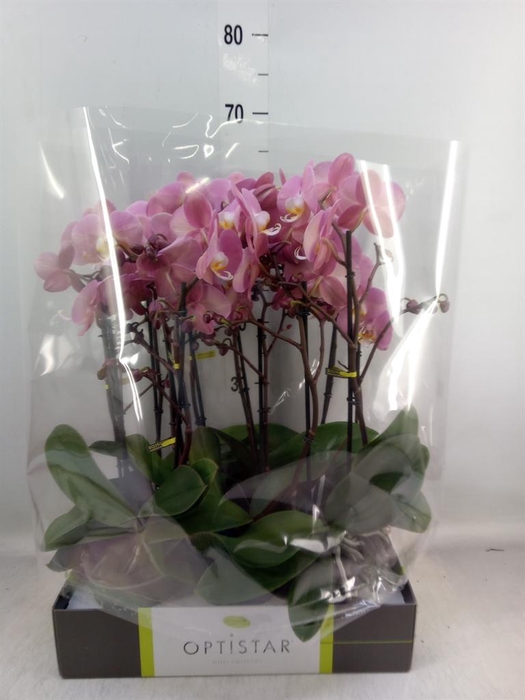 <h4>Phalaenopsis 'Ant Padova'</h4>