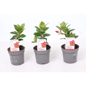 Dipladenia 'Rio' Dark Red