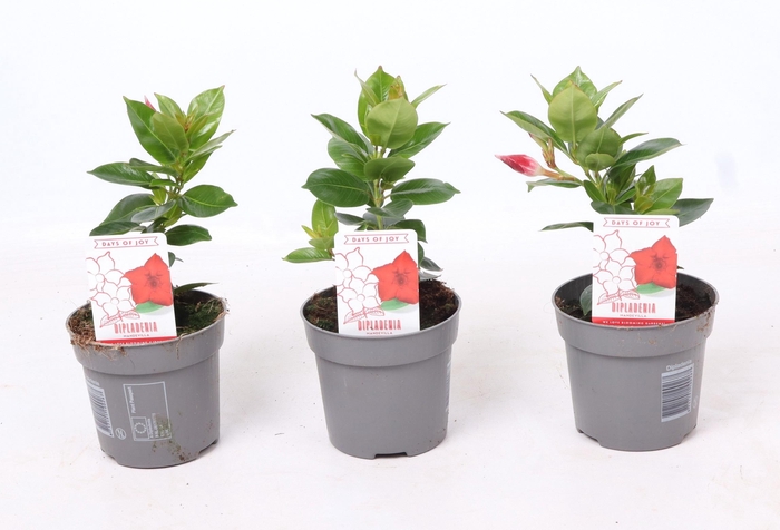 <h4>Dipladenia 'Rio' Dark Red</h4>