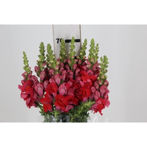BOCA DE LEAO 070 CM VERMELHO