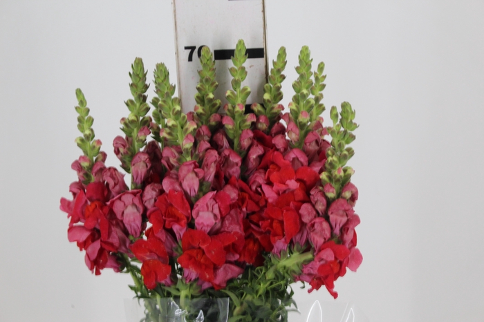 <h4>BOCA DE LEAO 070 CM VERMELHO</h4>