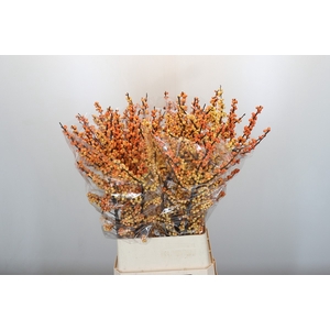 Ilex Cresgold