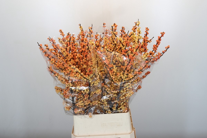 <h4>Ilex Cresgold</h4>