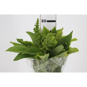 AMARANTHUS VERDE