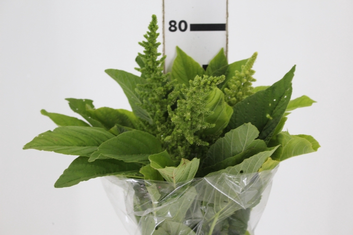 <h4>AMARANTHUS VERDE</h4>
