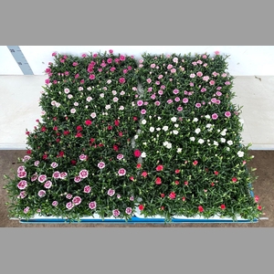 Dian Mixk 7 Klr 01 Kleur Per Tray