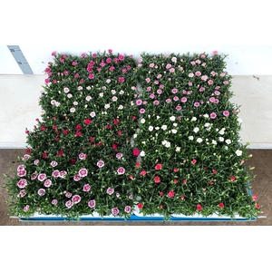 Dian Mixk 7 Klr 01 Kleur Per Tray