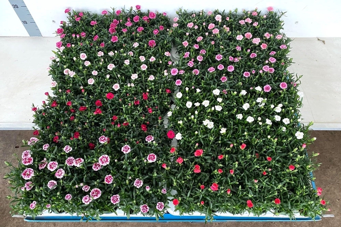 <h4>Dian Mixk 7 Klr 01 Kleur Per Tray</h4>