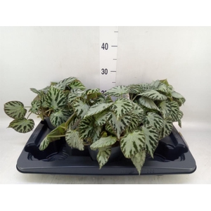 Begonia BD 'Silver Jewell'