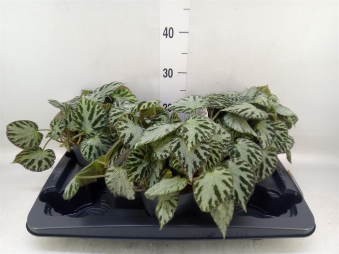 <h4>Begonia BD 'Silver Jewell'</h4>