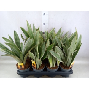 Sansevieria trifa.   ...