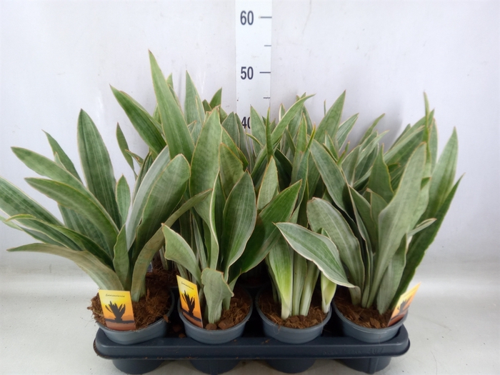 <h4>Sansevieria trifa.   ...</h4>