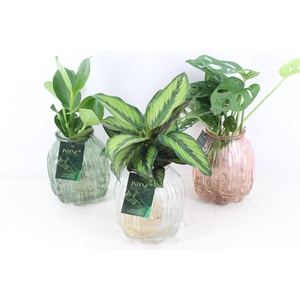 arr3 VD - Glas florance mix