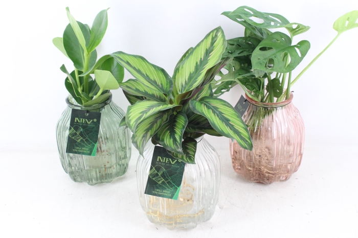 <h4>arr3 VD - Glas florance mix</h4>