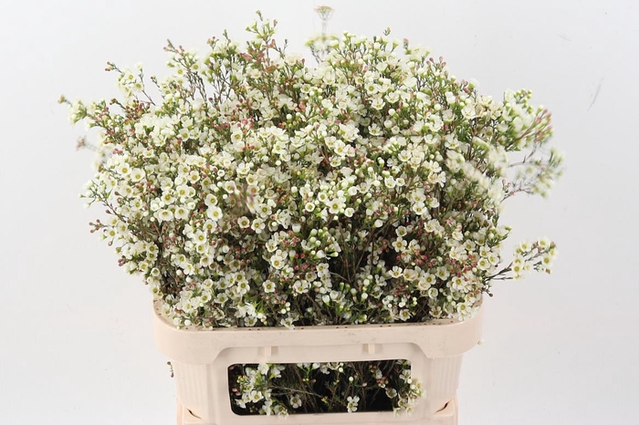 <h4>Chame Marlene</h4>