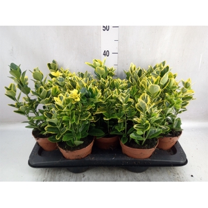 Euonymus japon. 'Aureus'