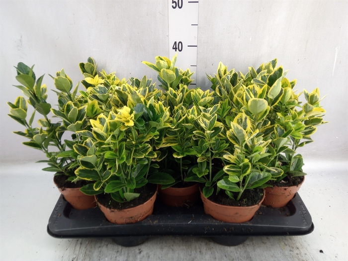 <h4>Euonymus japon. 'Aureus'</h4>