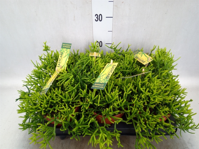 Rhipsalis heteroclada 'Easy Clada'