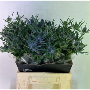 Eryn Mag Blue Lagoon