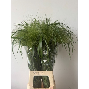 Panicum Fountain Kali Westland
