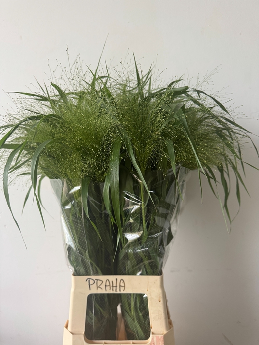 <h4>Panicum Fountain Kali Westland</h4>