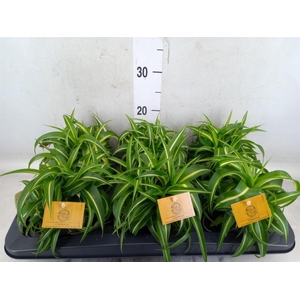 Chlorophytum com. 'Bonnie'