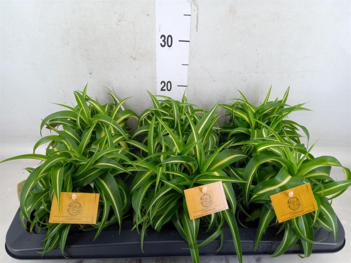 <h4>Chlorophytum com. 'Bonnie'</h4>