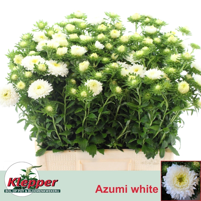 <h4>CALLIS AZUMI XL WHIT</h4>