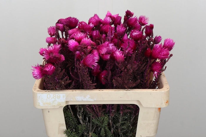 <h4>Kaaps Groen Phaenocoma Pink</h4>