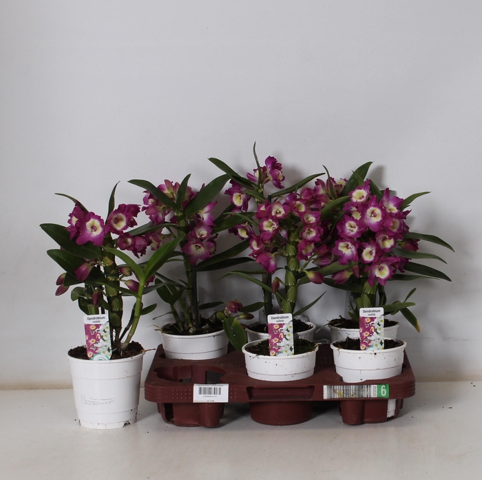 <h4>DEND NOBILE</h4>