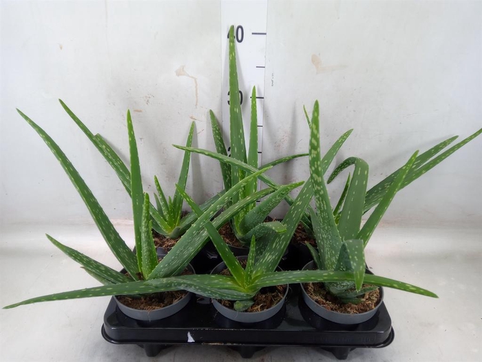 <h4>Aloe vera</h4>