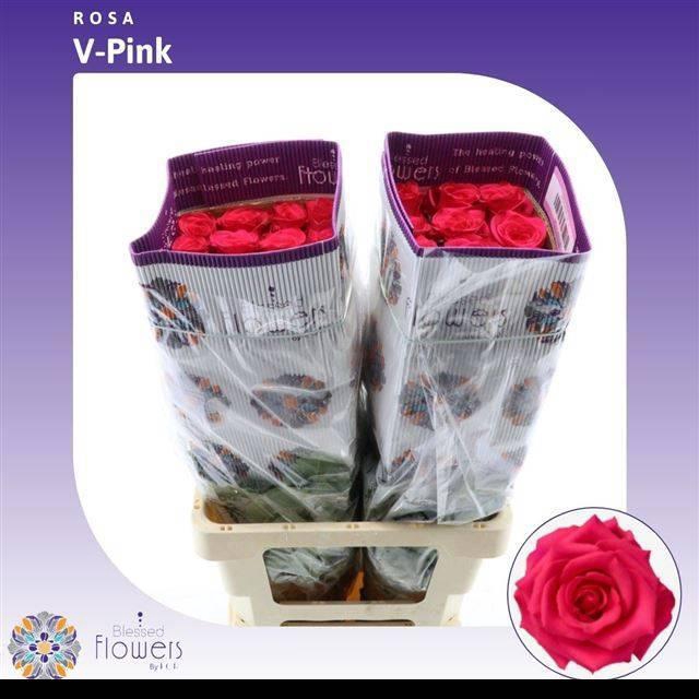 <h4>R GR VIPINK</h4>