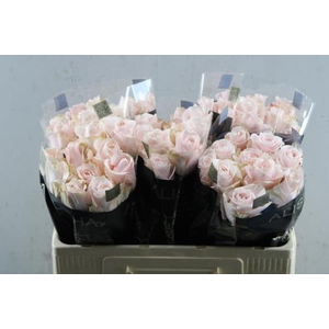 R Gr Pomarosa L 50