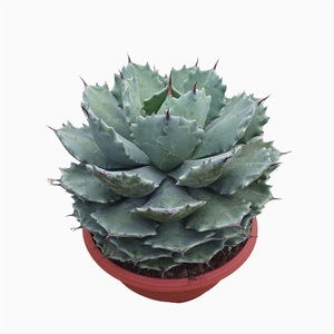 Agave potatorum