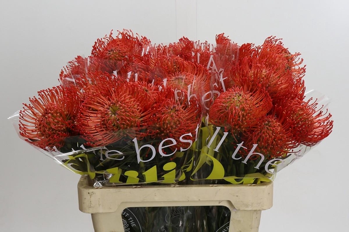 <h4>Nutans Succession</h4>