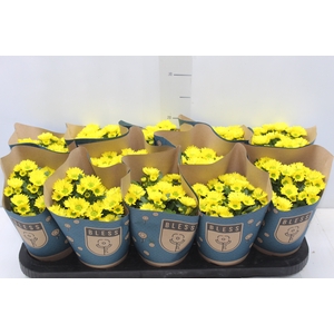 CRISANTEMO MINI P11 AMARELO