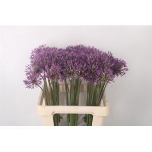 Allium Powder Puff X60