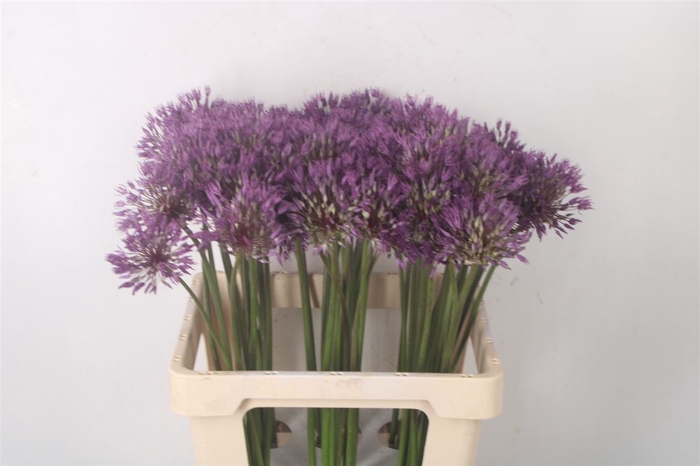 <h4>Allium Powder Puff X60</h4>