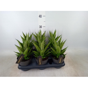 Sansevieria  'Cosmet Queen Marbel'