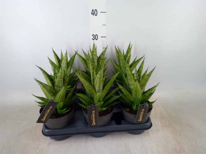 <h4>Sansevieria  'Cosmet Queen Marbel'</h4>