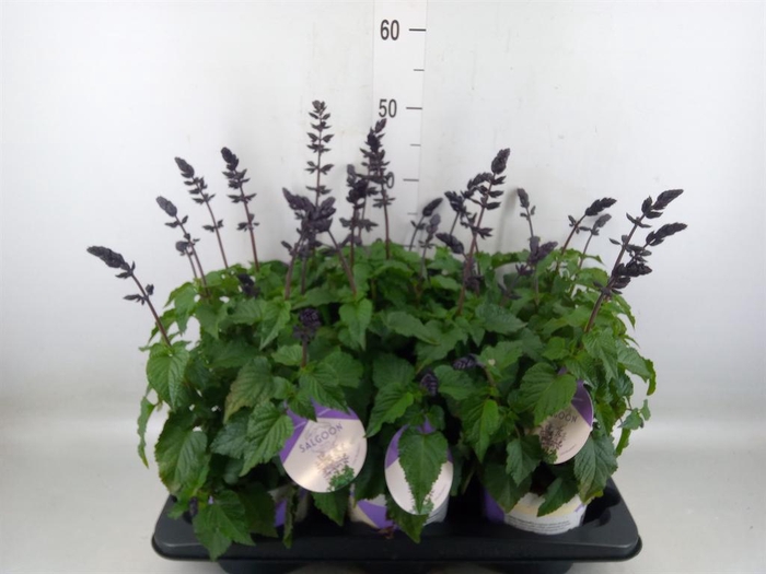 <h4>Salvia  'Salgoon Lake Blueberry'</h4>