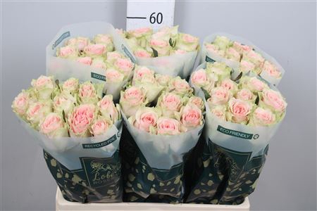 <h4>R Gr Frutteto</h4>