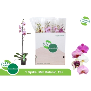 PHAL GEM