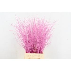Betula Bs Paint Pink