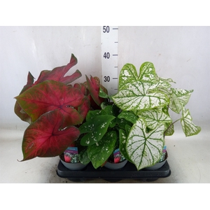 Caladium   ...mix