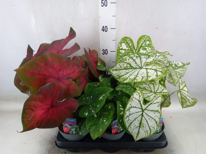 <h4>Caladium   ...mix</h4>