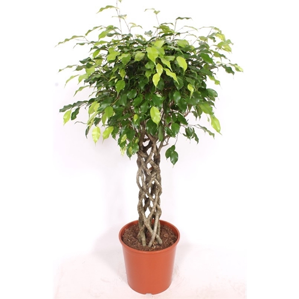 <h4>Ficus Exotica</h4>