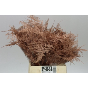 Aspa 1e Veren Copper X50