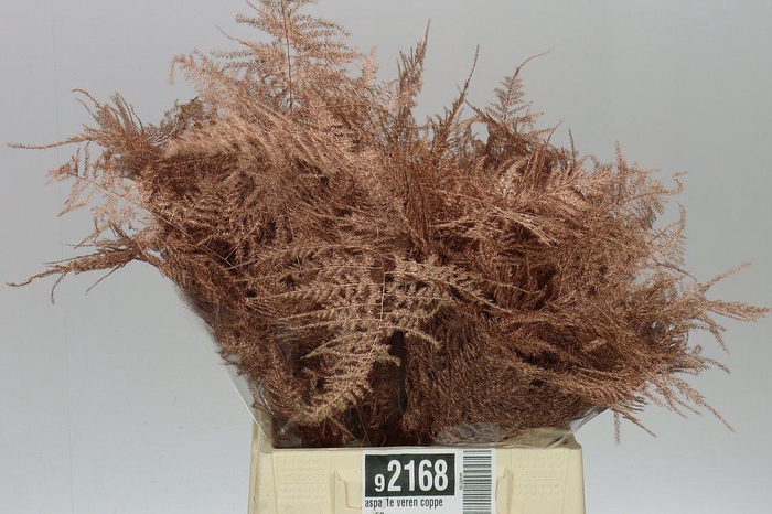 <h4>Aspa 1e Veren Copper X50</h4>